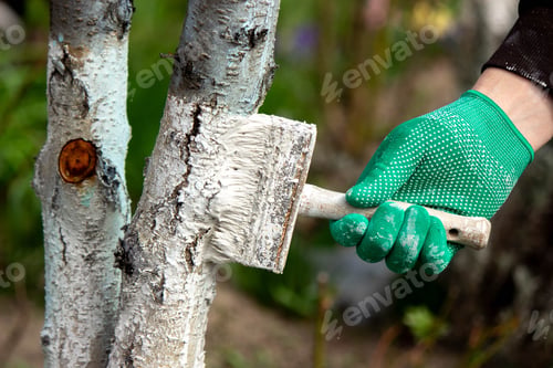 Preview: a man whitewashes trees in the garden in spring. Selective focus