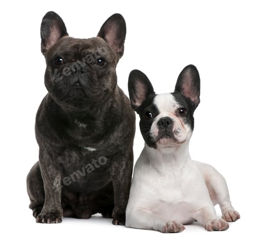 Preview: French Bulldogs, 4 and 3 years old, sitting and lying in front of white background