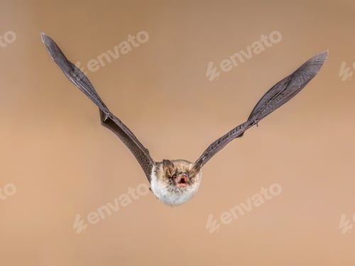 Preview: Flying Natterers bat isolated on bright brown background