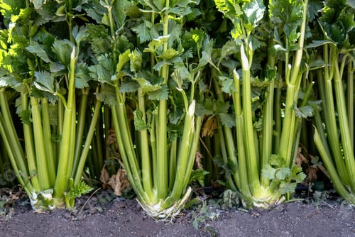 Preview: closeup of celery plantation growing in vegetable garden or vegetable garden
