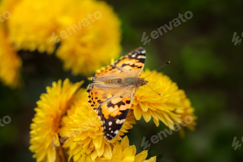 Preview: Vanessa cardui butterfly on a yellow chrysanthemum close-up.