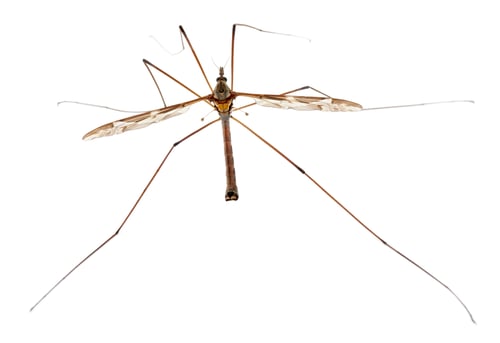 Preview: Crane fly or daddy long-legs, Tipula maxima, in front of white background