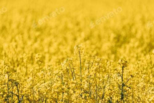 Preview: Close Up Of Blossom Of Canola Colza Yellow Flowers. Rapeseed, Oilseed Field Meadow