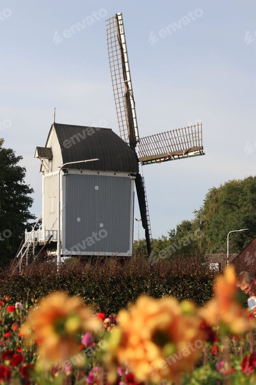 Preview: Scenic view of old windmills in Netherlands