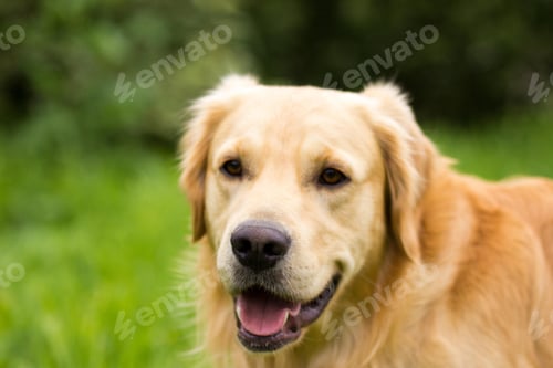 Preview: Close-up of a Golden Retriever outside in nature
