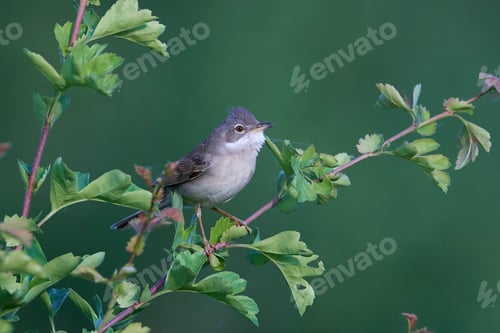 Preview: Common whitethroat (Sylvia communis)