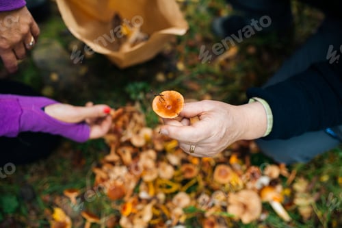 Preview: People picking mushrooms in forest