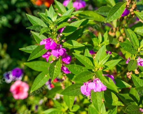 Preview: Purple balsamin flowers on stem among leaves in garden