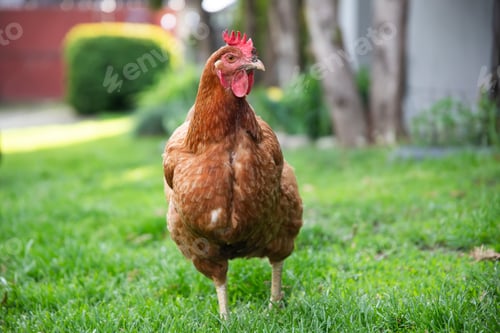 Preview: Healthy chick in rural area looking for food.