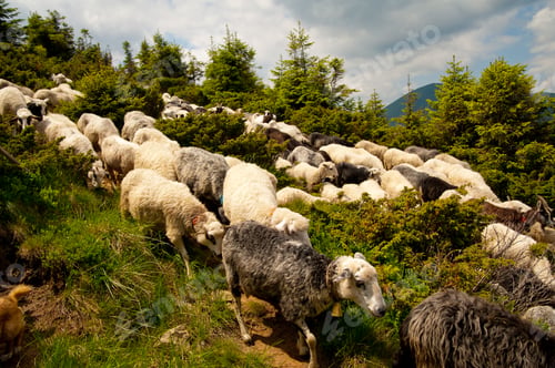 Preview: Flock of white sheep