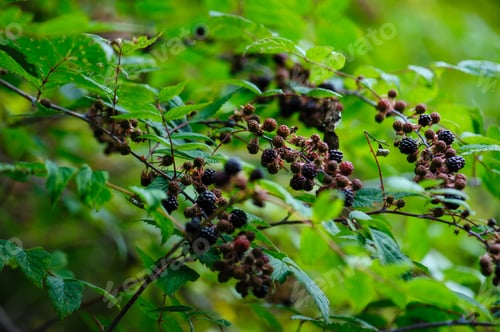 Preview: blackberries growing in the nautre