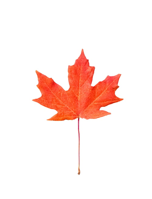 Preview: Orange maple leaf isolated cutout