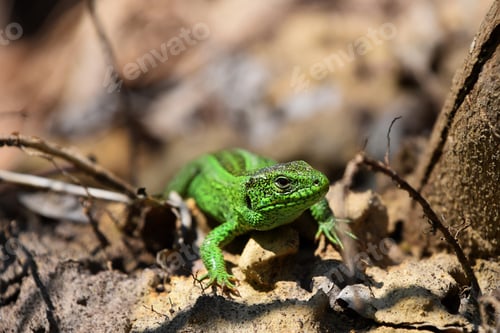 Preview: Green lizard stalking among stones, fallen leaves and twigs, front view