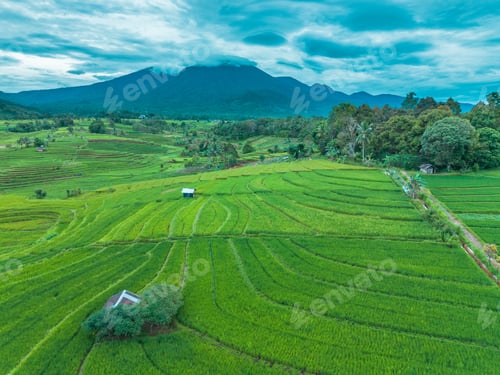 Preview: beautiful morning view indonesia panorama landscape paddy fields