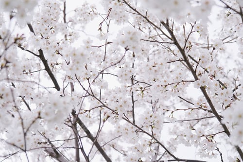 Preview: Cherry or sakura blossoms and blue sky, view from below