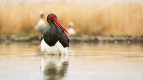 Preview: Black stork wading on river in autumn environment from front