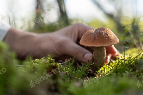 Preview: Hiker collects mushrooms for making yummy dish in green forest illuminated by ray of sunlight