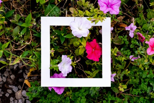 Preview: creative idea of exotic flowers pattern with copy space made of square frame flat lay f