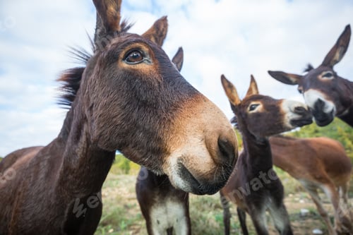 Preview: Wild donkey