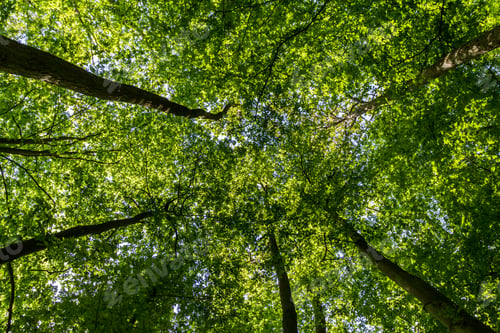 Preview: Green forest looking up