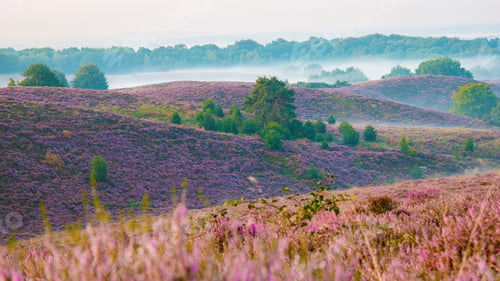 Preview: Posbank National park Veluwe, purple pink heather in bloom, blooming heater on the Veluwe