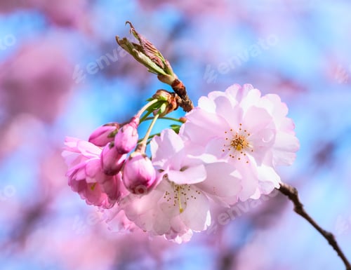 Preview: Pink cherry blossoms