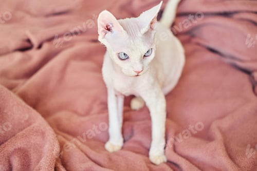 Preview: Portrait of a Sphynx Devon Rex cat with bare eyes. Close-up of a purebred domestic animal.