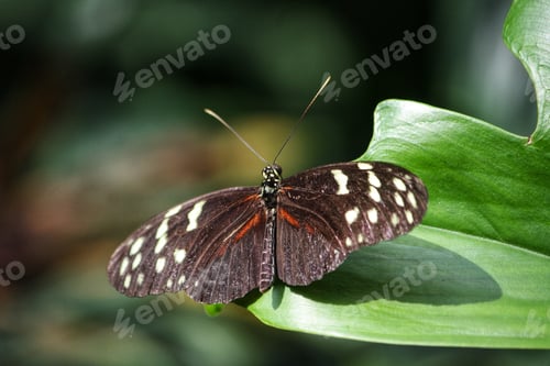 Preview: Butterfly close up