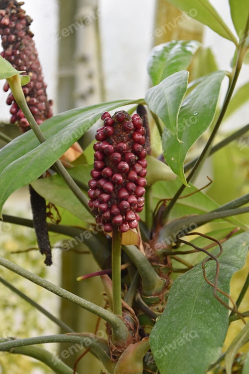 Preview: tropical plant with burgundy coloured seeds and green leaves