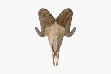 Preview: Ram skull with curved horns and metal attachments