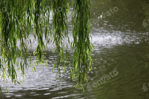 Preview: Weeping Willow Branches Over Water - Photograph Of Some Weeping Willow Branches With Green Leaves