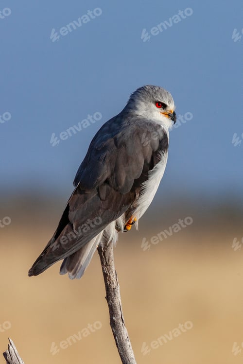 Preview: Black-Winged Kite - Namibia