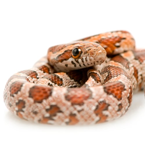Preview: Corn Snake