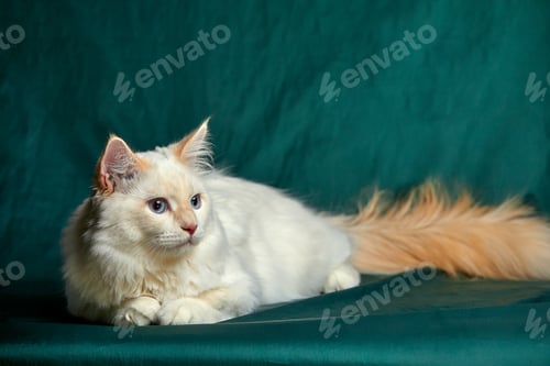 Preview: Banner with pretty white cat with blue eyes and long mustache. Close up portrait of kitten isolated