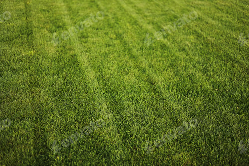 Preview: Green grass close-up. cut green juicy lawn. Alpine meadow densely overgrown with grass. Field