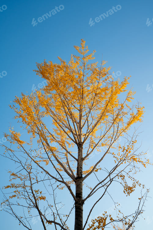 Preview: Gingko tree against blue sky