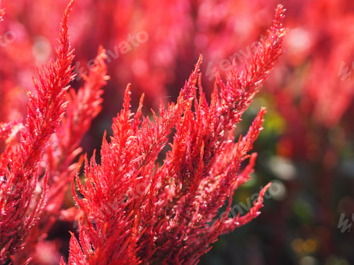 Preview: Cocks comb, Foxtail amaranth, red color Celosia argentea AMARANTHACEAE flowers blooming in garden