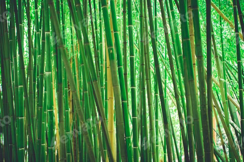 Preview: Bamboo grove, bamboo forest natural green background