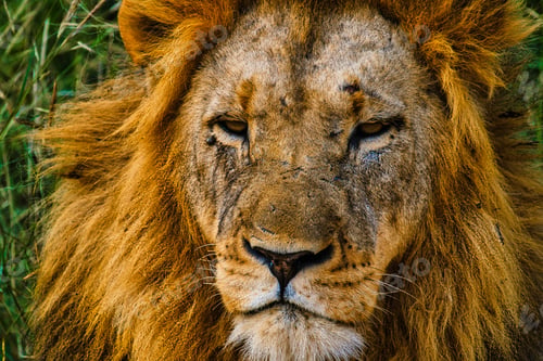 Preview: African Lions during safari game drive in Kruger National park South Africa
