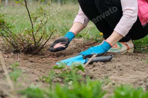 Preview: Mineral chemical granulated fertilizer in hands of woman working in spring garden