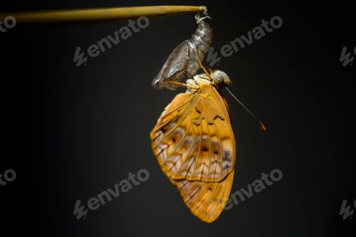 Preview: Common leopard butterfly hangs onto the empty harder outer case of chrysalis close-up