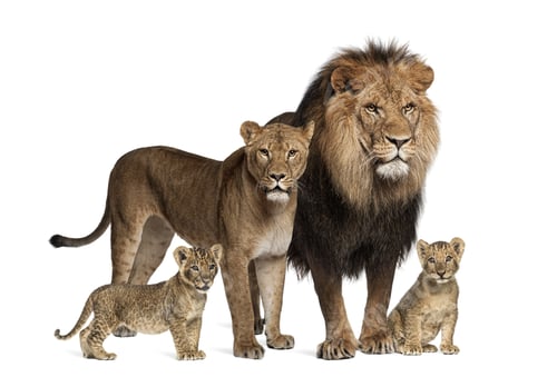 Preview: Family of lion, adult and cub, isolated. Wild cat