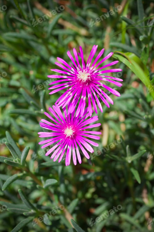 Preview: Lampranthus (Ice Plant) flowers