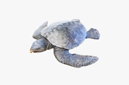 Preview: Archelon: Ancient Sea Turtle