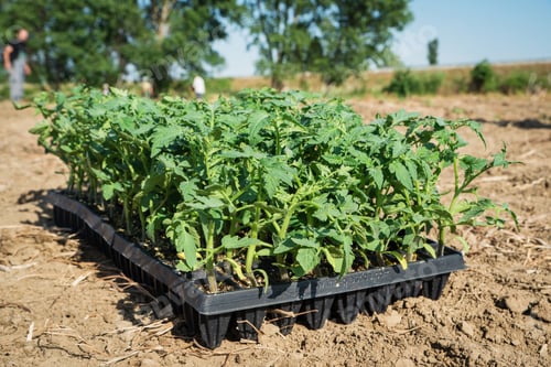Preview: Young tomato plants in the field