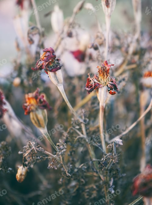 Preview: Autumn organic and abstract s