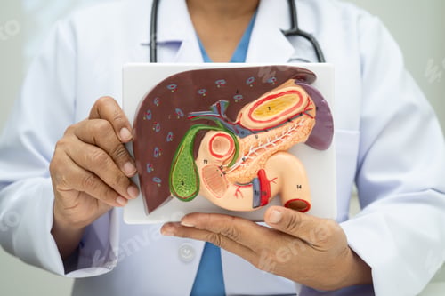 Preview: Liver with gallbladder, pancreas spleen and duodenum,