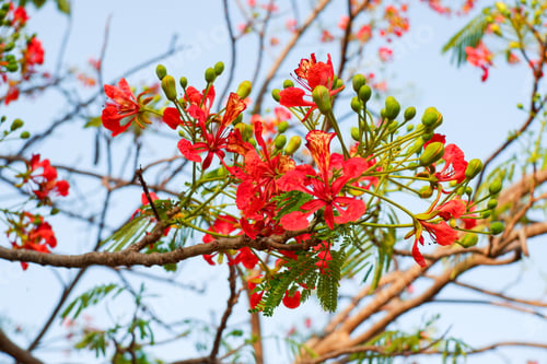 Preview: Selective focus colorful Delonix Regia flower in the sky background.Also called Royal Poinciana, Fla
