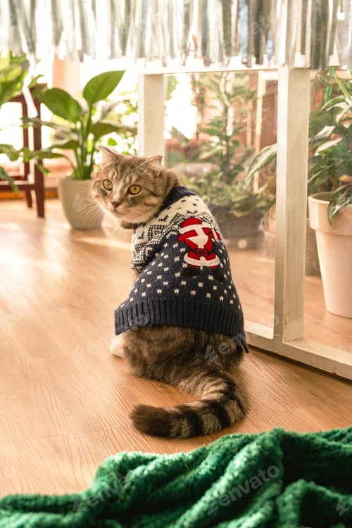Preview: Festive Tabby Cat in Holiday Sweater at Cozy Home Setting, Festive spirit. Ideal for Christmas Cards