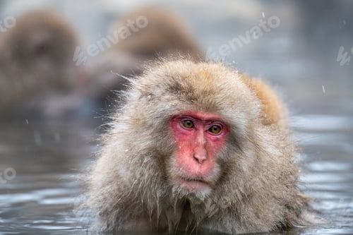 Preview: Snow monkey (Japanese Macaque) in a hot water, Nagano, Japan